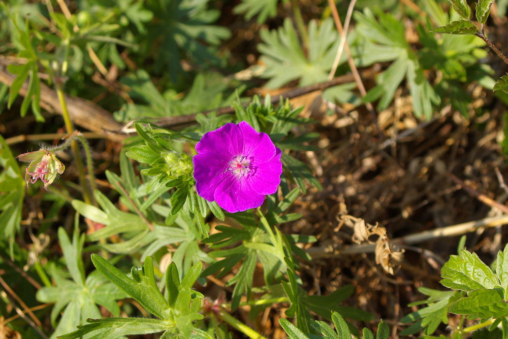 Geranium sanguineum / Geranio sanguigno